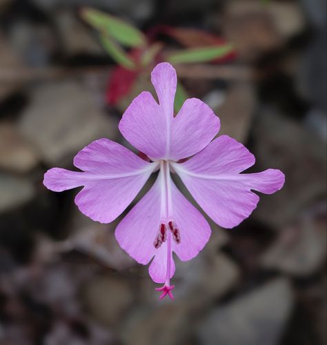 Name: Fairy Fans (Clarkia breweri); Range: California; Height: 20cm; 📸: John Game Funky Florals, A To Z, Types Of Plants, Flowers Nature, Cool Plants, Summer Garden, Ikebana, Plant Life, Botany