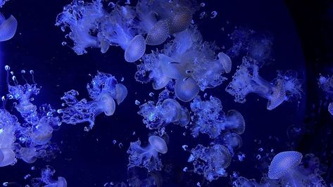 Laptop Wallpaper Hd 1080p Aesthetic Jellyfish, Laptop Jellyfish Wallpaper, Hd Jellyfish Wallpaper Pc, Jellyfish Computer Background, Good Wallpapers For Laptop, Dell Computer Wallpaper, Jellyfish Widget Long, 1080 Hd Wallpaper Desktop, Water Aesthetic Wallpaper Laptop