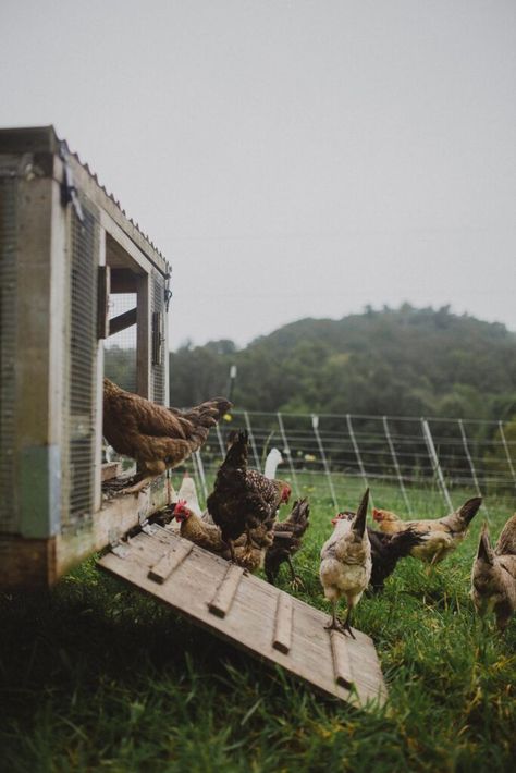 Permaculture Chicken Coop, Permaculture Chickens, Chicken House Plans, Chicken Shelter, Feeding Chickens, Mobile Chicken Coop, Chicken Flock, Raising Chicks, Egg Laying Chickens