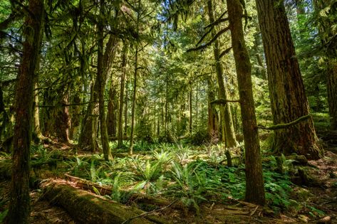 Cathedral Grove, MacMillan Provincial Park, Vancouver Isla… | Flickr Temperate Forest, Cathedral Grove, Nature Spirits, River Photography, Old Trees, Wedding Florals, Vancouver Island, Tree House, Fern