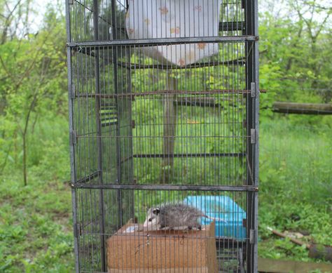 Getting Started in Wildlife Rehabilitation — Fox Run Environmental Education Center Wildlife Rehabilitation Center, Biology Jobs, Wildlife Rehabilitation, Rehab Center, Rehabilitation Center, Environmental Education, Animal Sanctuary, Cat Carrier, List Of Things