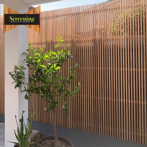 42 x 19 Silvertop Ash Batten screen with 16mm spacing Vertical Wood Fence Design, Vertical Fencing, Mini Courtyard, Batten Screen, Vertical Fence, Contemporary Fencing, Coastal Home Exterior, Timber Battens, Timber Screens