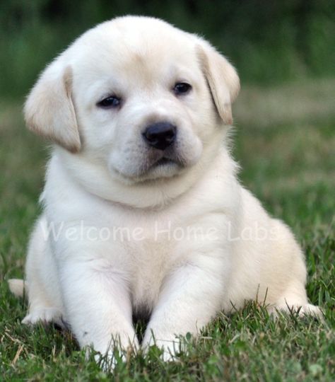 Yellow Lab Puppy from www.welcomehomelabs.com Yellow Labrador Puppy, Yellow Lab Puppy, Yellow Lab Puppies, Yellow Labs, Lab Puppy, Labrador Retriever Puppies, Rottweiler Puppies, Labrador Retrievers, Lab Puppies