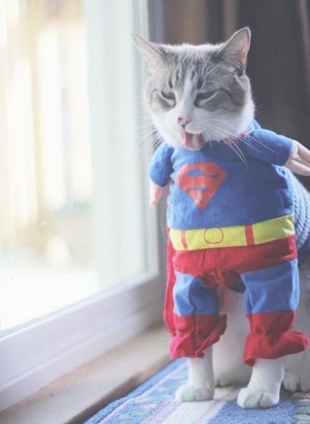 cats costumes Super Cat, Cat Costumes, Pet Costumes, Sweet Animals, Cat Clothes, Funny Animal Pictures, Crazy Cats, Cat Pics, Cat Love