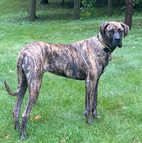 Great Dane Mastiff Mix Puppies, Great Dane Brindle, Dog Breeding Kennels Ideas, Great Dane Colors, Brindle Great Dane, Brindle Mastiff, Blue Merle Great Dane, Dog Breeding Kennels, Mantle Great Dane