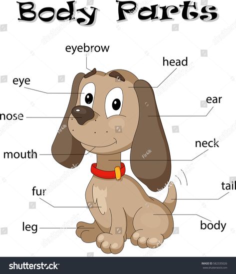 Body Parts Worksheet, Body Parts For Kids, Pre K Crafts, Animal Body Parts, Body Part Drawing, K Crafts, Dream Pet, English For Kids, Dogs And Kids