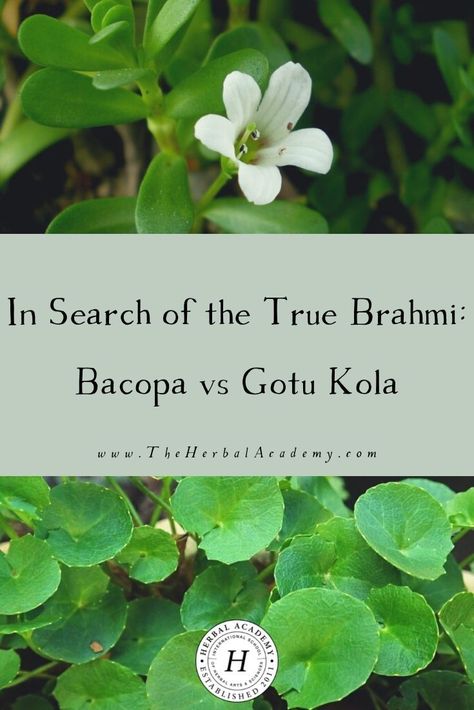 Gotu Kola Plant, Bacopa Benefits, Gotu Kola Benefits, Bacopa Plant, Witchy Herbs, Herbal Living, Herbal Academy, Ayurvedic Practitioner, Harvesting Herbs