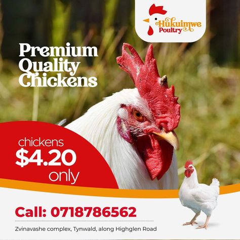 Sales Flyer Design, Advert Design, Chickens For Sale, Sales Flyer, Chicken Pictures, Graphic Design Business Card, Flyer Design Layout, Church Poster Design, Church Poster