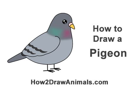 Draw a Cartoon Pigeon Bird #animalart #cuteanimals #birdart #pigeon Pigeon Drawing Easy, Pigeon Doodles, Pigeon Cartoon, Cartoon Pigeon, Pigeon Eyes, Pigeon Drawing, Cute Pigeon, Drawing Instructions, Cartoon Video