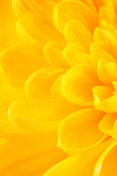 Ipad Pictures, Yellow Flower Pictures, Yellow Backgrounds, Foto Macro, Yellow Photography, Yellow Chrysanthemum, Sunrise Wallpaper, Colour Flowers, Yellow Petals