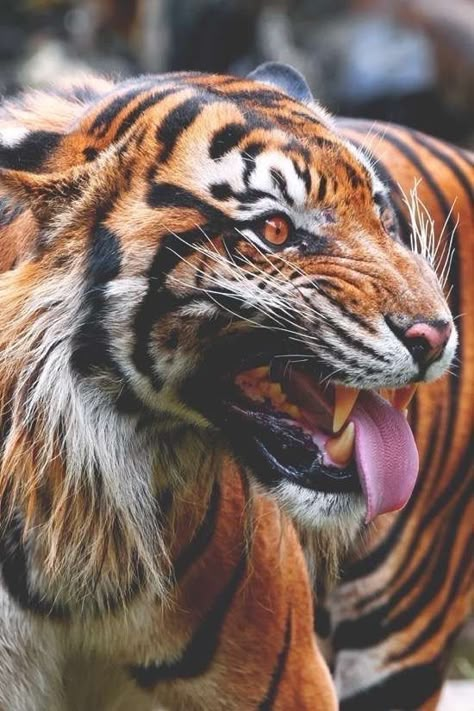 Cat Reference, Animal Study, Animal Anatomy, Tiger Art, Animal Reference, Pretty Animals, Animal References, A Tiger, Big Cat