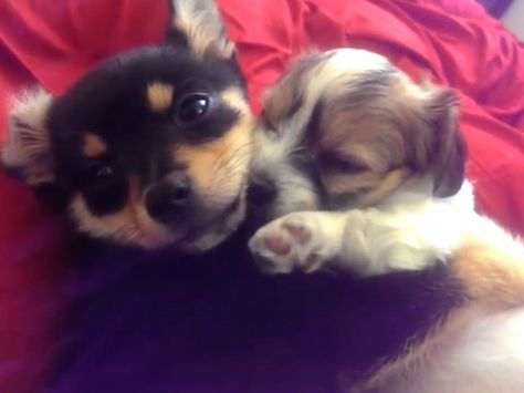 These Cute Puppies Hugging Will Melt Your Heart Cheer Up Pictures, Puppy Hug, Dogs Hugging, Animal Hugs, Cat Calendar, Up Pictures, Pet Tips, Gorgeous Cats, Pet Hacks