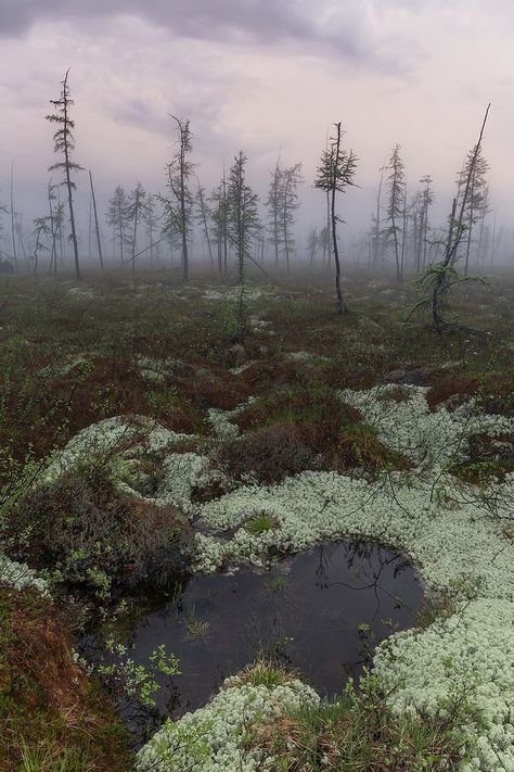 Foggy Day, Nature Aesthetic, Pretty Places, Fantasy World, Mother Earth, The Dead, Pretty Pictures, National Geographic, Dark Fantasy