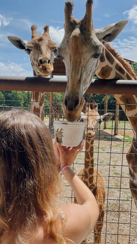 Giraffe Feeding, Giraffe Pictures, Picture Inspiration, Giraffes, Inspirational Pictures, Animals