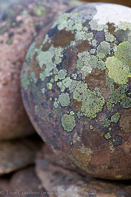 Tiny Planet, Black Pinterest, Lichen Moss, Growth And Decay, Organic Structure, Element Earth, Slime Mould, Mushroom Fungi, Summer Street