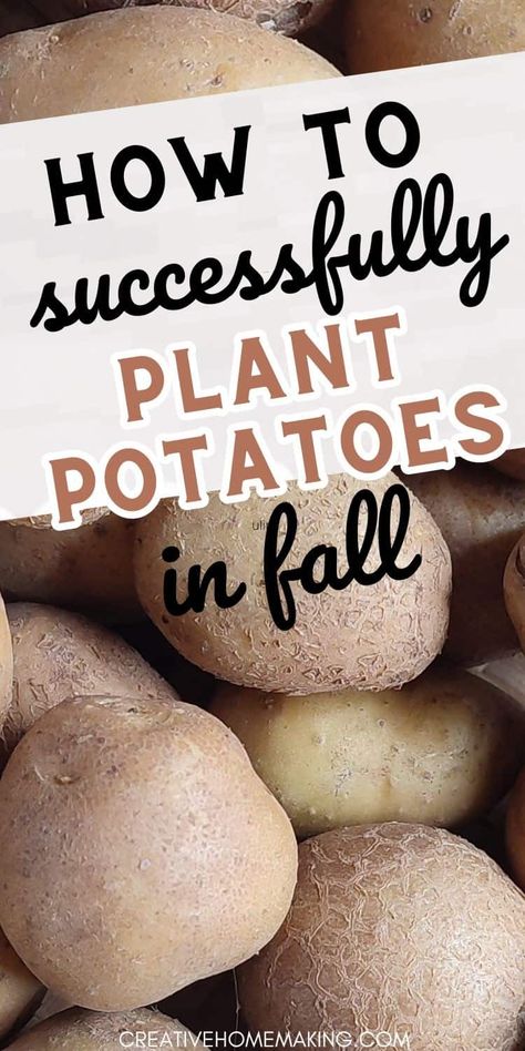 Looking to plant potatoes in the fall? We've got you covered! Explore our expert tips for a successful fall potato planting season. From soil preparation to harvesting, we'll help you grow the perfect spuds this autumn. Planting Potatoes In The Fall, Fall Potatoes Planting, Growing Potatoes Indoors, When To Plant Potatoes, Harvesting Vegetables, Homesteading Projects, Potato Planting, Rustic Gardening, Plant Potatoes