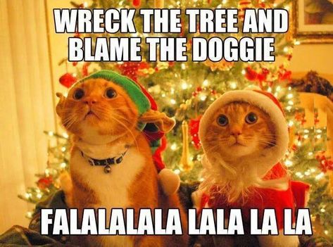 18 Christmas Memes To Make Your Holiday Funnier - I Can Has Cheezburger? Christmas Cat Memes, Merry Christmas Meme, Cat Lol, Christmas Memes Funny, Funny Christmas Pictures, Christmas Memes, Merry Christmas Images, Cat Holidays, Meowy Christmas