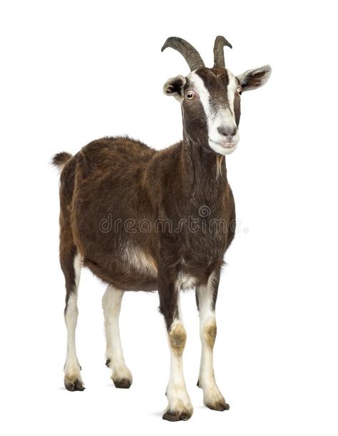 Toggenburg goat looking away against white background stock image Images Of Cows, Toggenburg Goat, Ibex Goat, Goat Picture, Happy Valentines Day Pictures, Baby Food Jar Crafts, Baby Pink Shoes, Cute Goats, Goat Farming