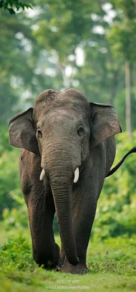 Photos Of Elephants, Asian Elephants, Drawings Photos, Elephant Photography, Animal Background, Elephant Wallpaper, Elephant Pictures, Elephants Photos, Wild Photography