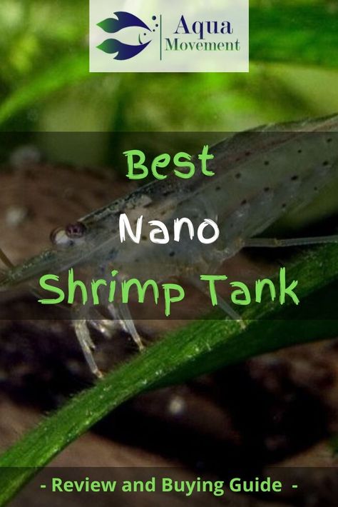 Nano Shrimp Tank, Shrimp Breeding, Glofish Aquarium, 5 Gallon Aquarium, Shrimp Tanks, Pet Shrimp, Shrimp Aquarium, Freshwater Shrimp, Shrimp Tank