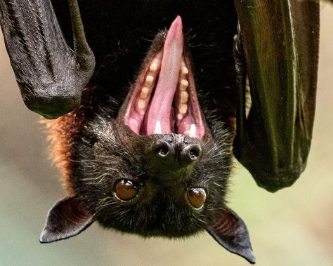 Oakland Zoo on Instagram: “Called creepy, scary, and spooky, bats often get a bad rap. Out of the world's 1400 bat species, only *3* are actually vampire bats that…” Vampire Bats, Scary Bat, Bat Species, Bat Animal, Wild Animals Pictures, Cute Bat, Vampire Bat, Silly Animals, Cute Animal Photos