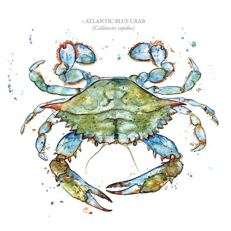 Sealife // Crustaceans Series on Behance Blue Crab Watercolor, Blue Crabs Art, Crab Watercolor, Crab Painting, Watercolor Food Illustration, Tier Tattoo, Crab Art, Crab Print, Watercolor Food