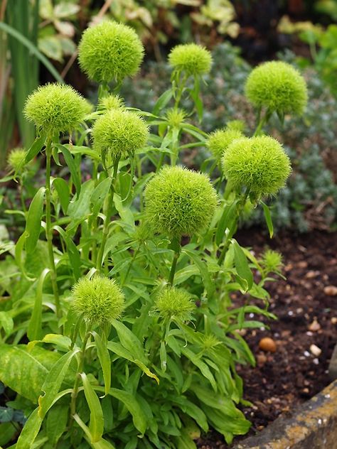 Lawn Makeover, Green Dianthus, Cotswold Garden, Dianthus Barbatus, Front Flower Beds, Garden Planner, Unusual Flowers, Herbaceous Perennials, Growing Seeds