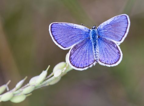 Species Spotlight: Karner Blue Butterfly | Michigan Nature Association Karner Blue Butterfly, Michigan Nature, Moth Species, Butterfly Species, Acrylic Painting Tutorials, Wildlife Sanctuary, Bugs And Insects, Butterfly Garden, Endangered Species