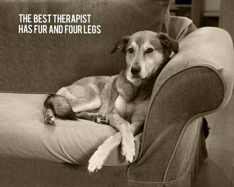 Dogs are the best people Lou Dog, Fu Dog, Dog Quotes Funny, Dog Rules, Puppy Stuff, Must Love Dogs, Love My Dog, E Card, About Dogs