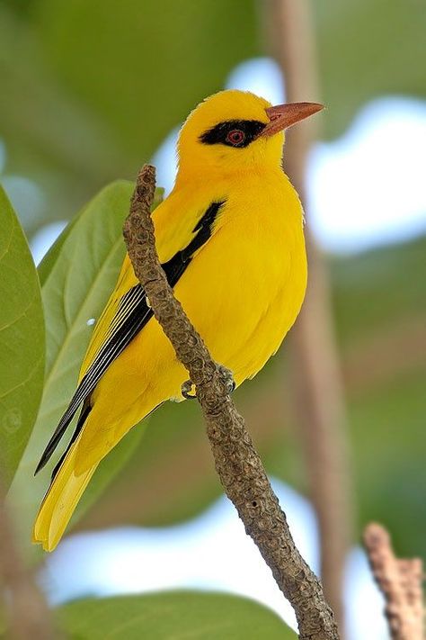 The African Golden Oriole (Oriolus auratus) ~ south of the Sahara Golden Oriole, Bird Sitting, Kinds Of Birds, Bird Watcher, Nature Birds, Yellow Bird, All Birds, Bird Pictures, Exotic Birds