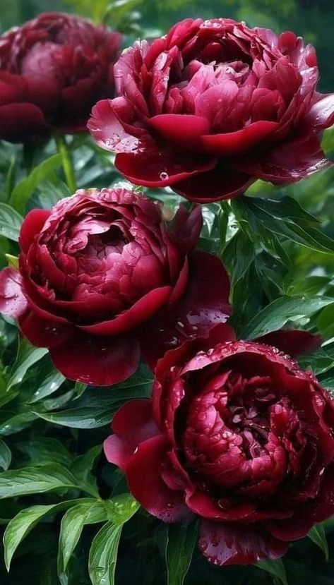 Dark Peonies, Red Peony Flower, Peony Photography, Things To Photograph, Beautiful Bouquet Of Flowers, Beautiful Flower Arrangements, Beautiful Rose Flowers, Beautiful Flowers Pictures, Peony Flower