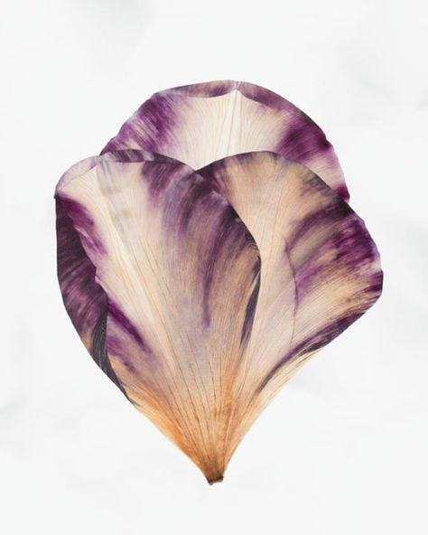 Tulip Petal Template, Flower Petal Photography, Cabbage Flowers, Modern Florals, Ib Art, White Bg, Photography Inspiration Nature, Green Plum, Sustainable Flowers