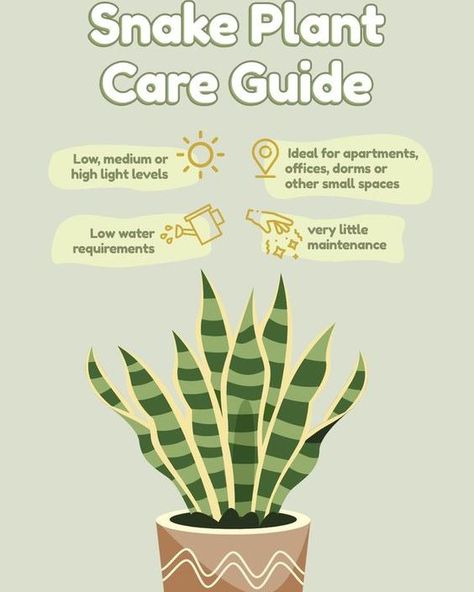 🌿 Snake Plant: The Ultimate Low-Maintenance Green Friend! 🌿 Looking for a plant that's nearly impossible to kill? Meet the Snake Plant – your perfect companion for apartments, dorms, or any small space. It thrives in almost any light condition, needs very little water, and asks for next to no maintenance. This plant is the definition of "set it and forget it" – ideal for both busy plant parents and beginners! Plus, it’s a natural air purifier. Freshen up your space while adding a touch of g... Snake Plant Indoor, Plant Care Guide, Snake Plant Care, Storage Hallway, Plant Maintenance, Colour Hallway, Household Plants, Plant Care Houseplant, Vegetable Garden Diy