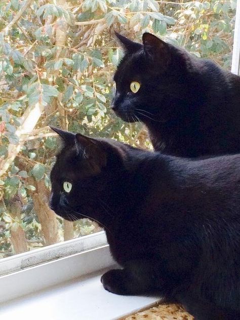 Double Trouble! These Twin Animals Are Up To No Good - I Can Has Cheezburger? 2 Black Cats, Two Black Cats, Black Kitties, Pinterest Feed, Cats Black, Black Kitty, Piano Keyboard, Cat Black, Kitty Kitty