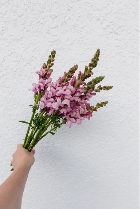 Potamac Snapdragon, Lilac Snapdragon Snapdragon Bouquet, Snap Dragons, Floral Design Classes, Wedding Florals, Country Cottage, French Country, Wedding Inspo, Floral Wedding, Lilac