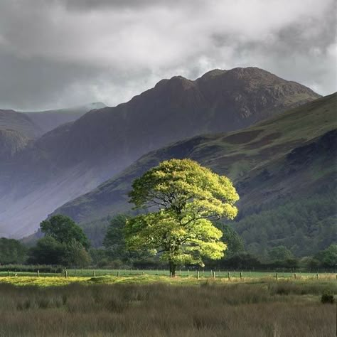 Landscape References, Lake District England, Photography Settings, Landscape Reference, Photo Landscape, Landscape Photography Tips, Beautiful Landscape Photography, Lone Tree, Landscape Photography Nature