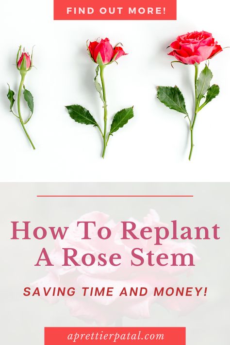 Replanting Roses From Stems, How To Replant Roses Stems, How To Root A Rose Stem, Replant Rose Stem, Bouquet Step By Step, Growing Roses From Seeds, Rooting Roses, Gardening For Dummies, Rose Cuttings