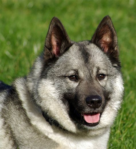 Norwegian Elkhound information including pictures, training, behavior, and care of Norwegian Elkhounds and dog breed mixes. Elkhound Puppies, Norwegian Elkhounds, Dog Breeds Pictures, Clumber Spaniel, Norwegian Elkhound, Flat Coated Retriever, Designer Dogs, Bearded Collie, Dog Tips