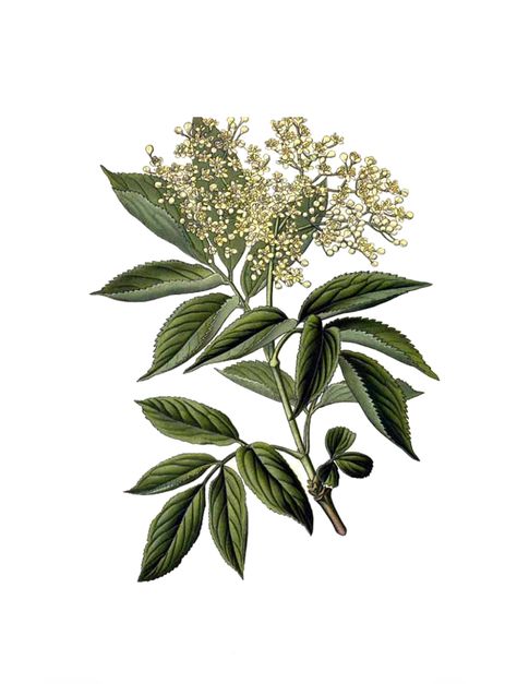 Powerful Elderflower infusion oil to soften your skin Elderberry Growing, Homemade Elderberry, Elderflower Cordial, Elderberry Syrup, Growing Herbs, Anti Aging Skin Products, Botanical Illustration, Botanical Art, White Flowers