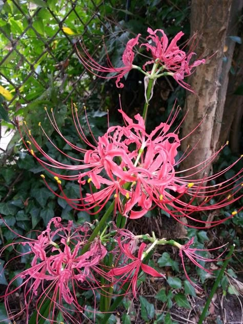 Spider Lillie’s, Pink Spider Lily, Spider Lillies, Lycoris Radiata, Spider Lilies, Magical Flowers, Red Spider Lily, Spider Lily, Boquette Flowers