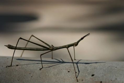 Walking Stick Insect Bug - Free photo on Pixabay Walking Stick Insect, Stick Bug, Stick Insect, Kids Bathroom, Walking Stick, Walking Sticks, Public Domain Images, Flora And Fauna, Free Pictures