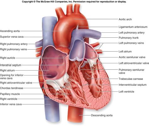 Cardiac Anatomy, Heart Diagram, Body Scale, Heart Anatomy, Human Body Anatomy, Heart Words, Human Anatomy And Physiology, Body Anatomy, Circulatory System