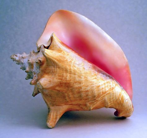 shells with a pearl inside | Dear Reader – A Letter to You From Author Kelly Starling Lyons Conch Chowder, Conch Fritters, Conch Pearl, Buddhist Symbols, Lord Of The Flies, Conch Shell, Ancient Symbols, Key West, Conch