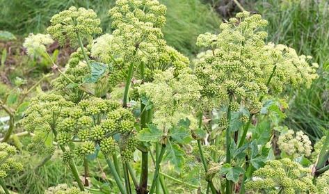 Angelica Herb, Herb Uses, Angelica Archangelica, Angelica Root, Herbal Tonic, Medicinal Herb, Herbal Plants, Magical Herbs, Healing Plants