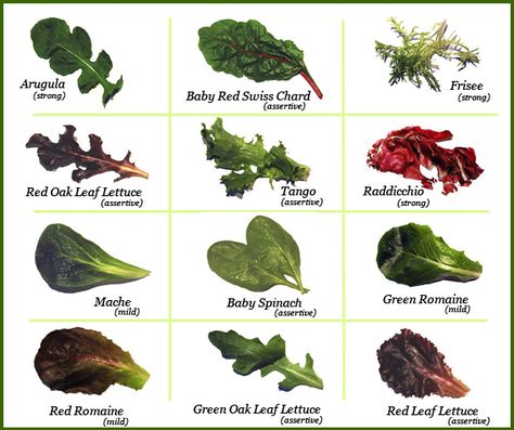 Vegan Protein Sources Commercial Aquaponics, Red Oak Leaf, Indoor Aquaponics, Aquaponics Kit, Types Of Lettuce, Red Leaf Lettuce, Leaf Lettuce, Aquaponics Fish, Aquaponics Diy