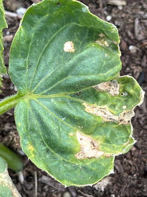 Prominent Pests and Potential Diseases of Cucumbers - Planters Place Squash Bugs, Cucumber Beetles, Earwigs, Bug Off, Cucumber Plant, Overwintering, Grain Of Sand, Parts Of A Plant, Summer Vegetable