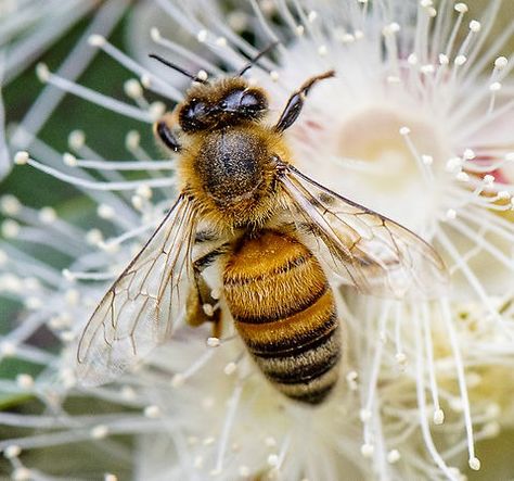 The western honey bee or European honey bee is the most common of the 7–12 species of honey bee worldwide. The genus name "Apis" is Latin for "bee", and "mellifera" is the Latin for "honey-bearing", referring to the species' production of honey. Pollination Activity, Apis Mellifera, Bee Swarm, Bee Colony, Honey Bee Hives, Black Bee, Bee Eater, Honey Bees, Reptiles And Amphibians