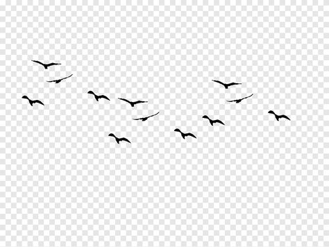 Migration Birds, Crow Png, Bird Flight, Airplane Illustration, Mirror Illustration, Black Brick Wall, White Animals, Arrow Drawing, Raven Bird