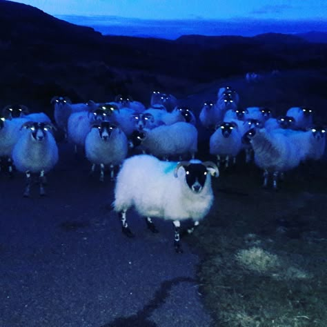 That gave me the creeps! Ops!! . . . #sheep #animal #scary #horror #run #hill #sea #summer #runner #running #training #coach #sport #outdoors #home #me #beautiful #love #photography #photo #instagood #instafollow #follow #followme #FF  #MGWV #TFB #EXOL #GOT7 #followforfollow Twd Oc, Dog Poetry, Reference Board, Sea Summer, Southern Gothic, Running Training, Beautiful Love, Blue Aesthetic, Love Photography