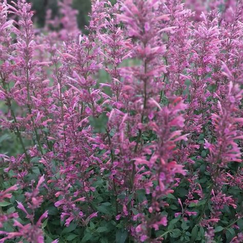 Antique Perennials on Instagram: "Agastache time... 1 Mason 2 Pink Grapefruit 3 Orange Nectar 4 Blue Fortune 5 Nadine 6 Lavender Boa 7 seedling 8 Piquito Orange #Agastache #plants #perennials #plantcollection #nursery #garden #retailnursery #landscapedesign" Nursery Garden, Pink Grapefruit, Plant Collection, Grapefruit, Perennials, Landscape Design, Lavender, Cottage, Nursery